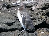 Galapagos 6-2-04 Bartolome Galapagos Penguin As we took the panga to the beach on Bartolome, we spotted a Galapagos Penguin sitting on the rocks. Later, the people who snorkeled near Pinnacle Rock spotted another three penguins. The small 30cm high Galapagos Penguins are unable to fly, but they use their wings and feet to swim speedily underwater, where they catch fish to eat. The cold Humboldt Current, sweeping up from the Antarctic, makes the Galapagos Islands habitable for the Galapagos penguin species. No other species of penguin can survive so close to the Equator.